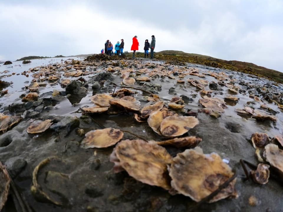 Oyster nursery extension benefits Craignish