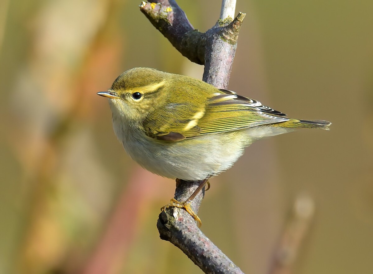 Yellow-browed warbler makes only third appearance on Arran