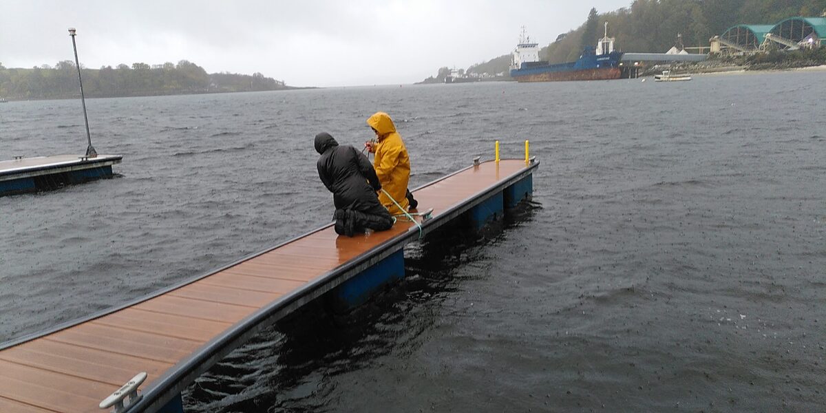 Update on Lochaline native oyster project