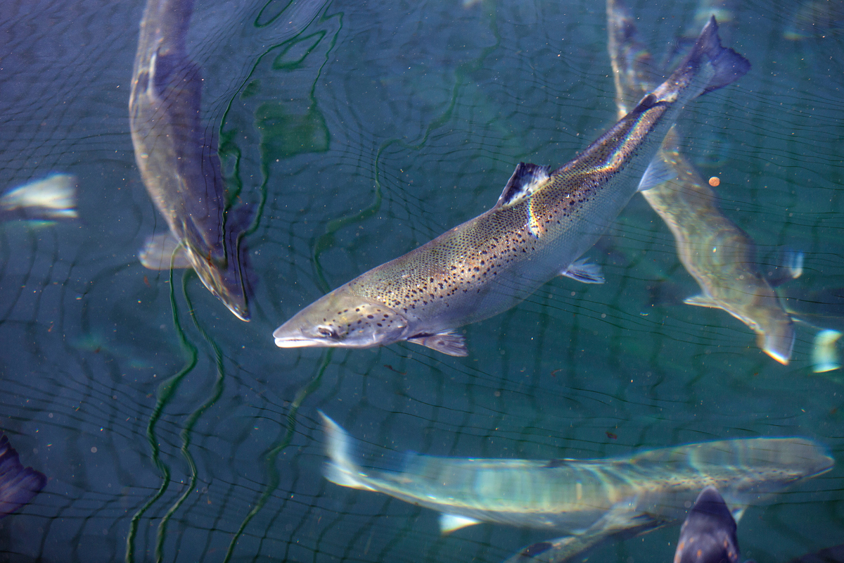 Tourism, aquaculture and mental health on the agenda at Lochaber Ideas Week