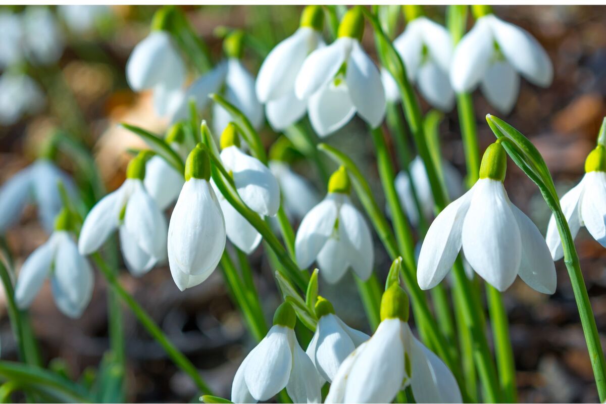 Snowdrop festival blooms