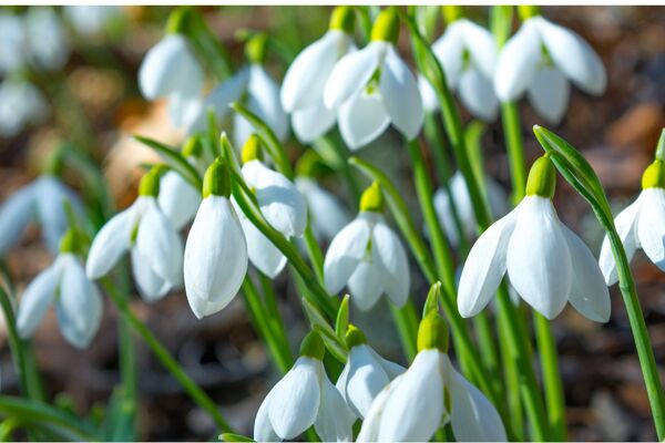 Snowdrops are here