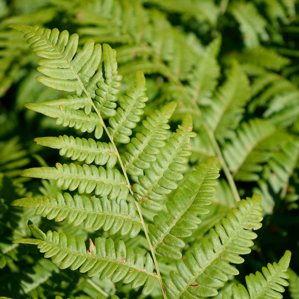 Scottish Government bans bracken control chemical Asulox