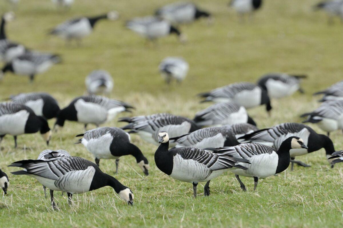 Avian flu vigilance must remain high during migration season