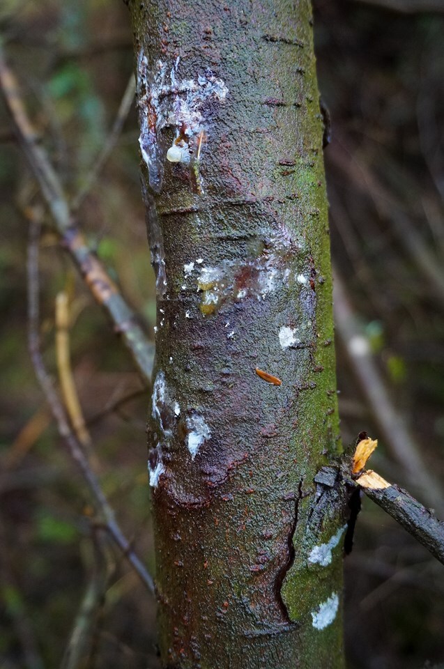 Argyll felling and timber restrictions lifted