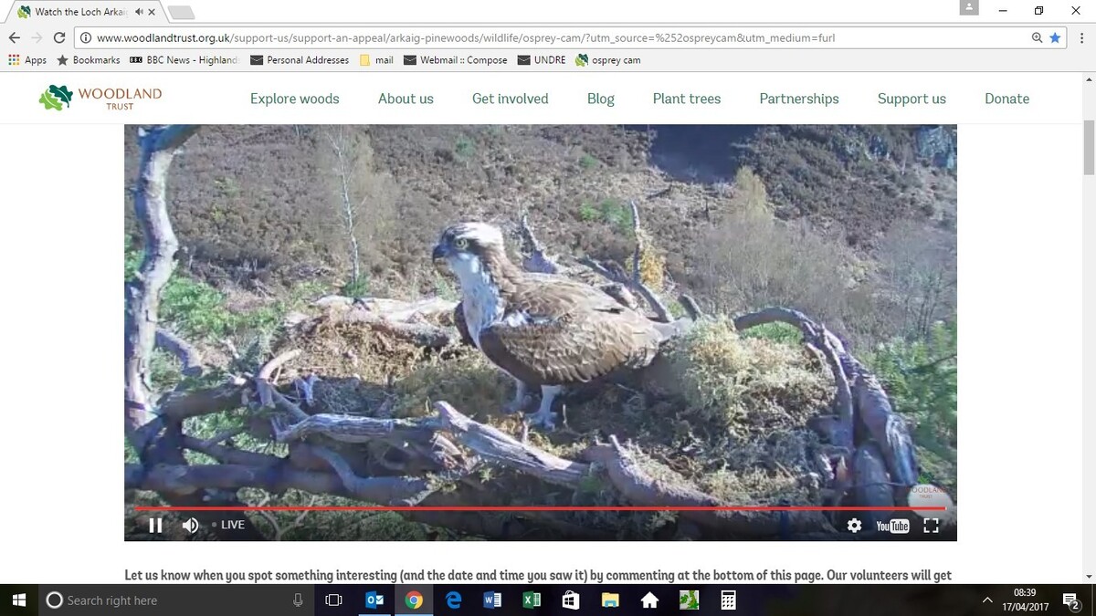 Ospreys are flourishing across Lochaber