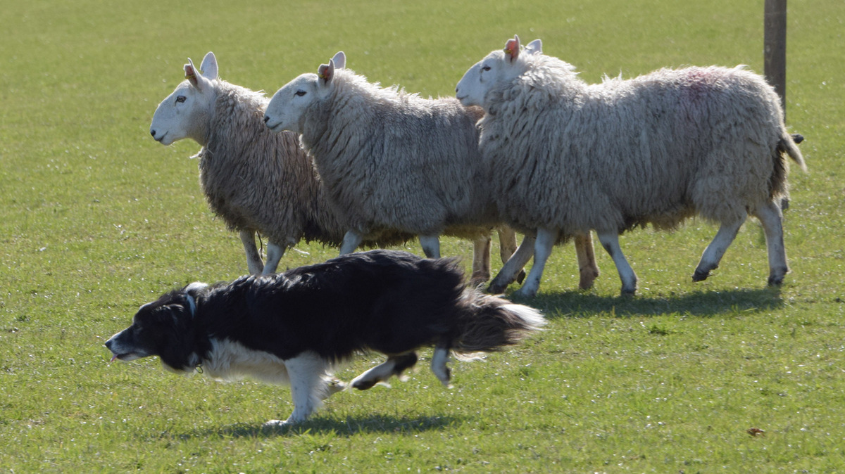 Shepherds round up charity funds