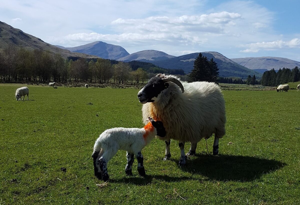 Lambing and grassland to the fore at research farms