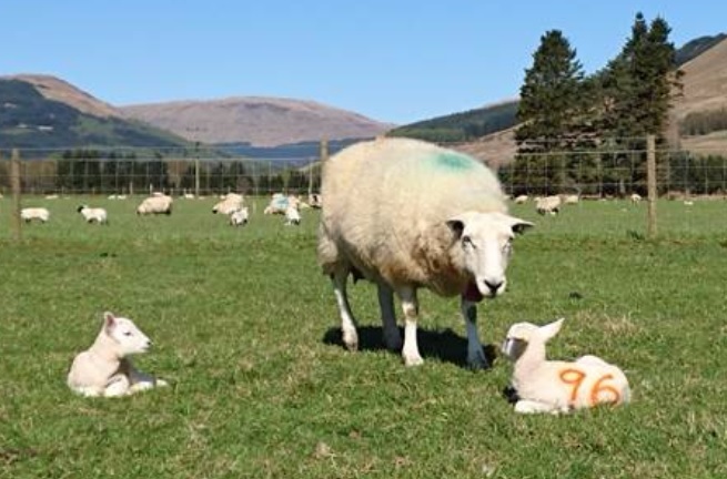 Spring has produced bountiful lambs and calves