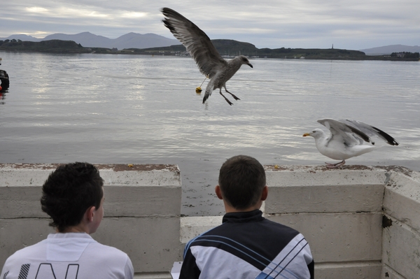 Call to report gull attacks after gang raids Easter egg hunt