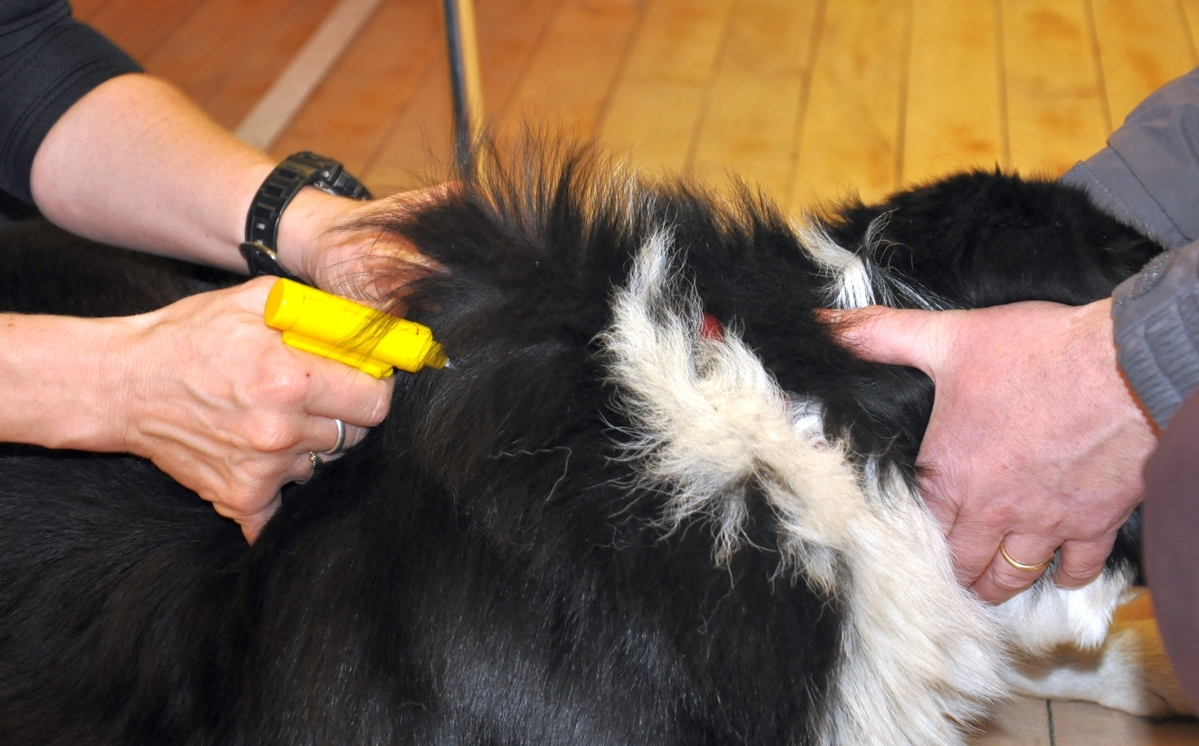 Free microchipping offered to Lochgilphead dogs