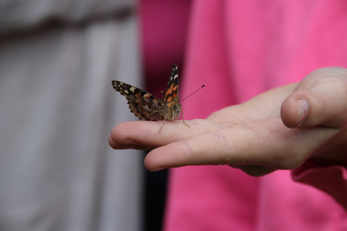 Butterfly release to remember babies gone too soon