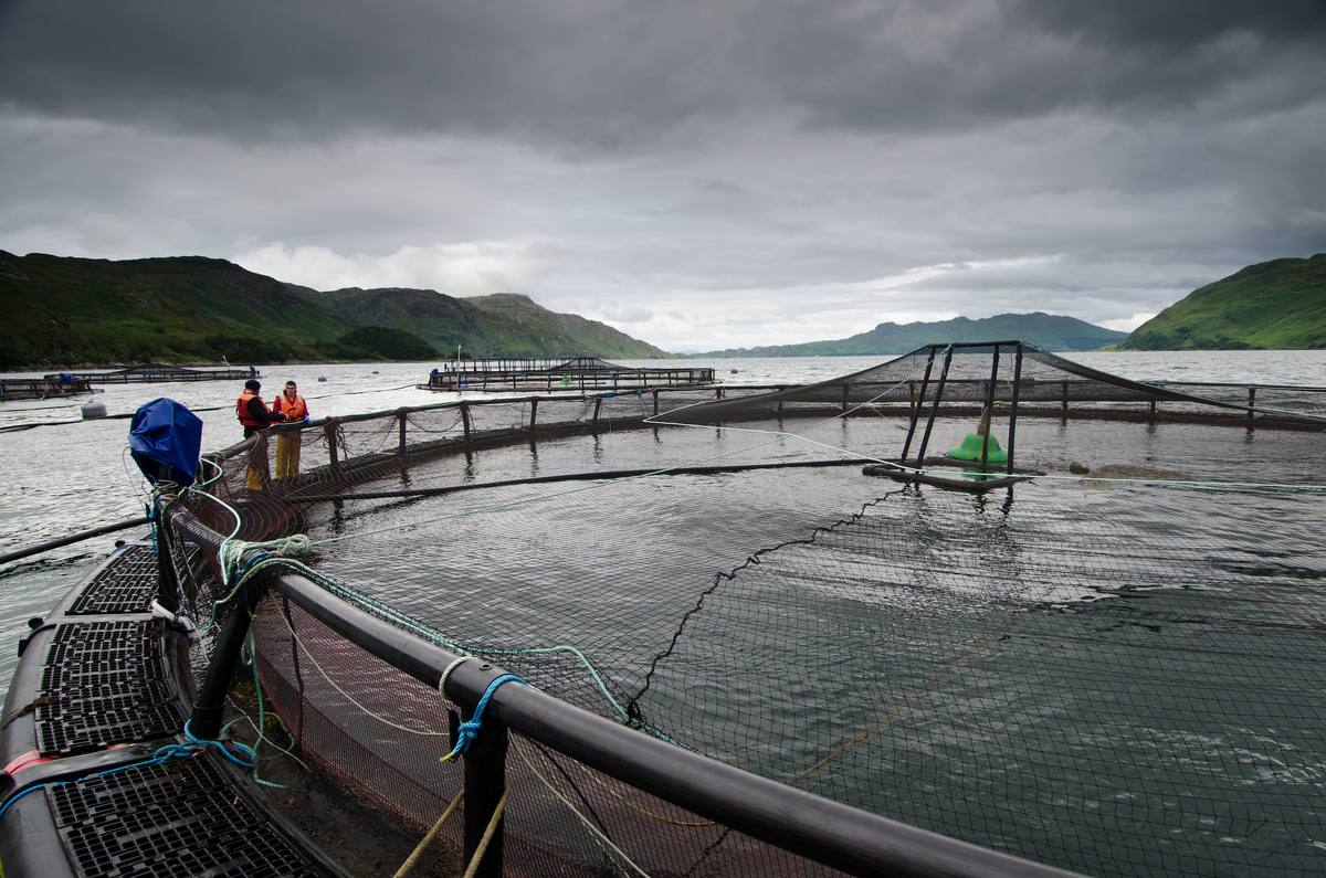 Parliamentary report raises fears over impacts of salmon farming
