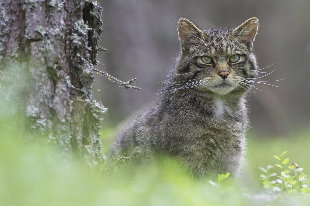 Research project will study Scots wildcats