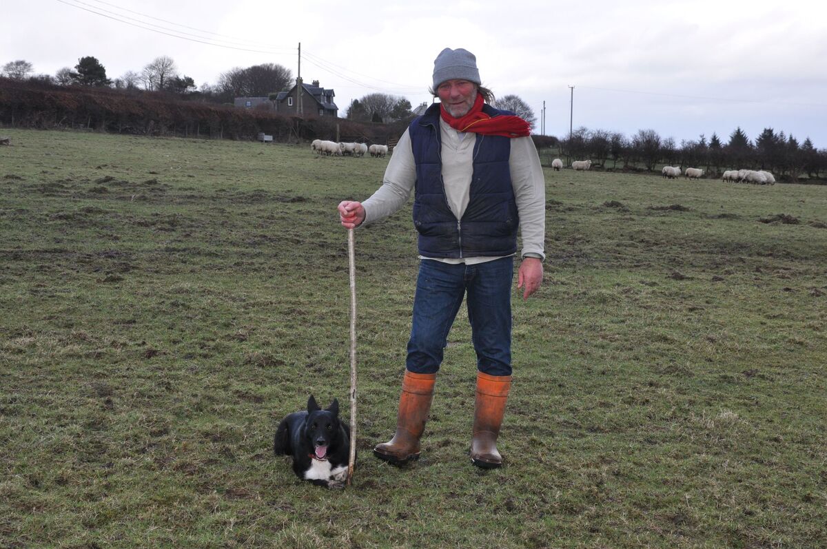 Change of venue for sheepdog trial