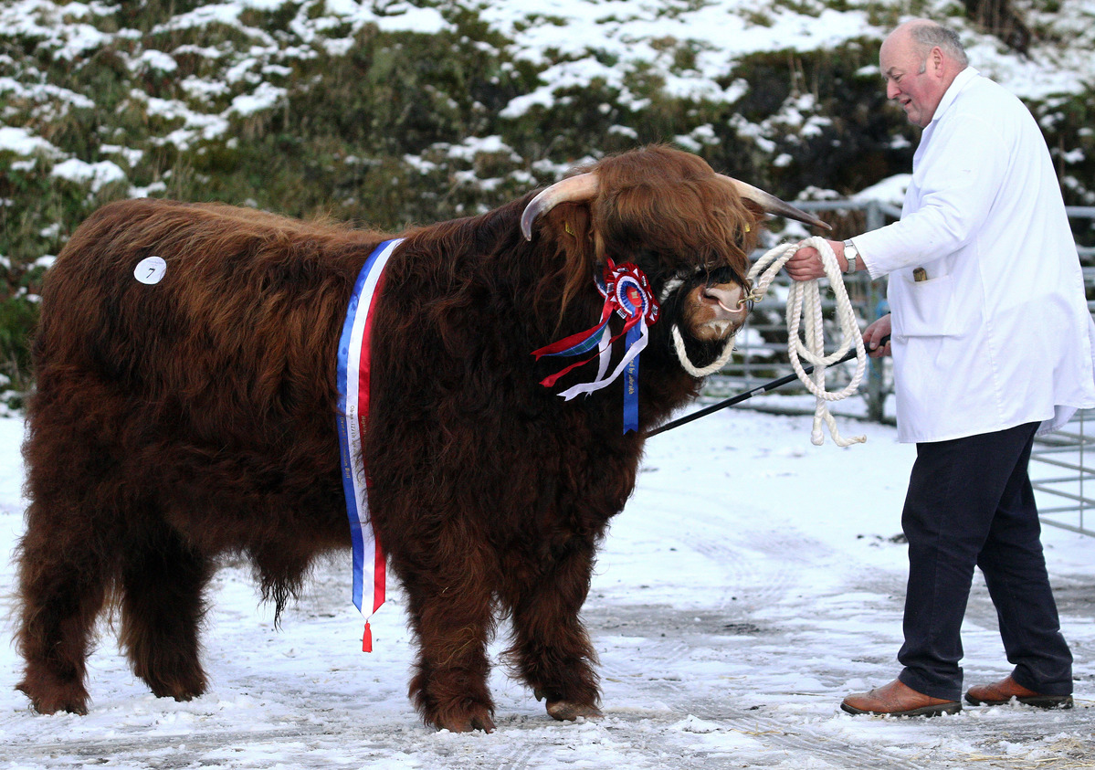 New Highland cattle chief says breed at 'crossroads'