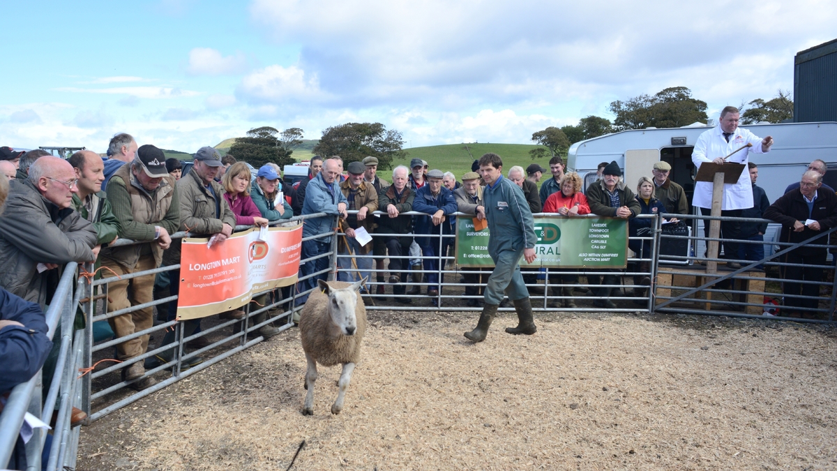 Sellers anticipating top prices at sheep sale