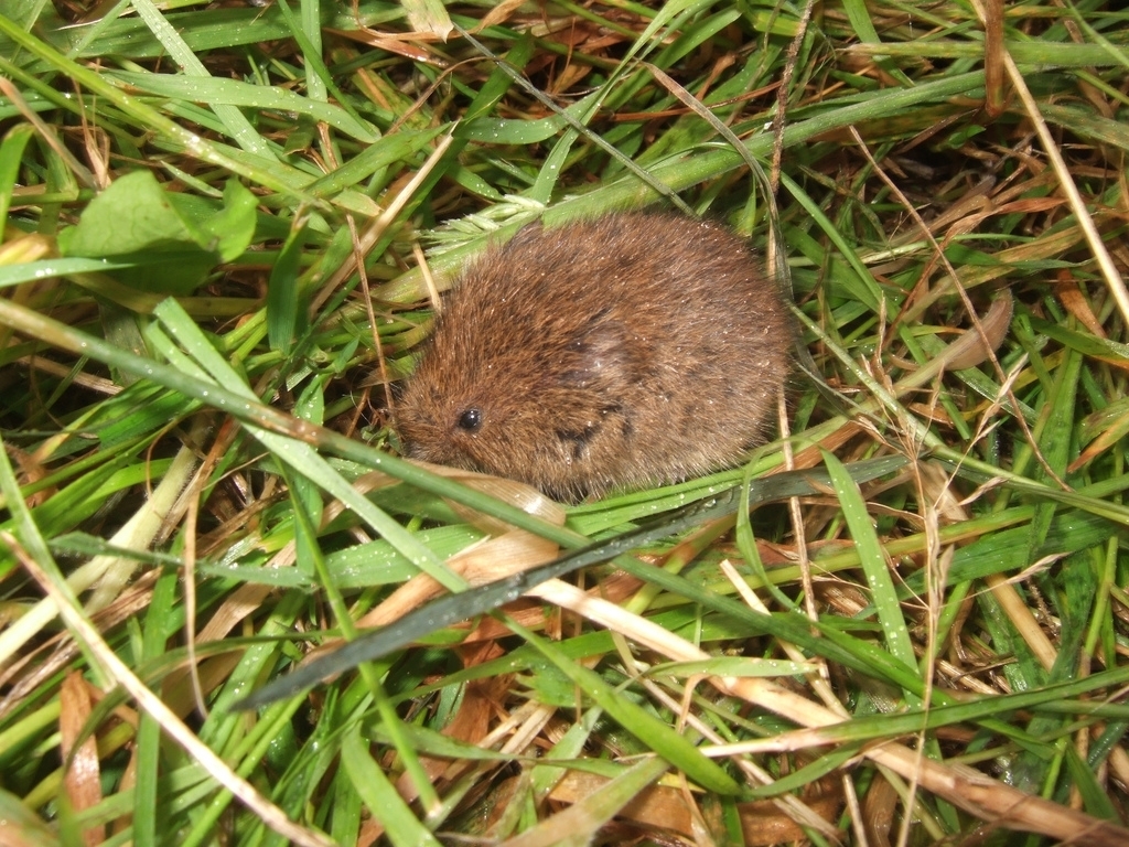 Farmers urged to limit vole damage to young trees