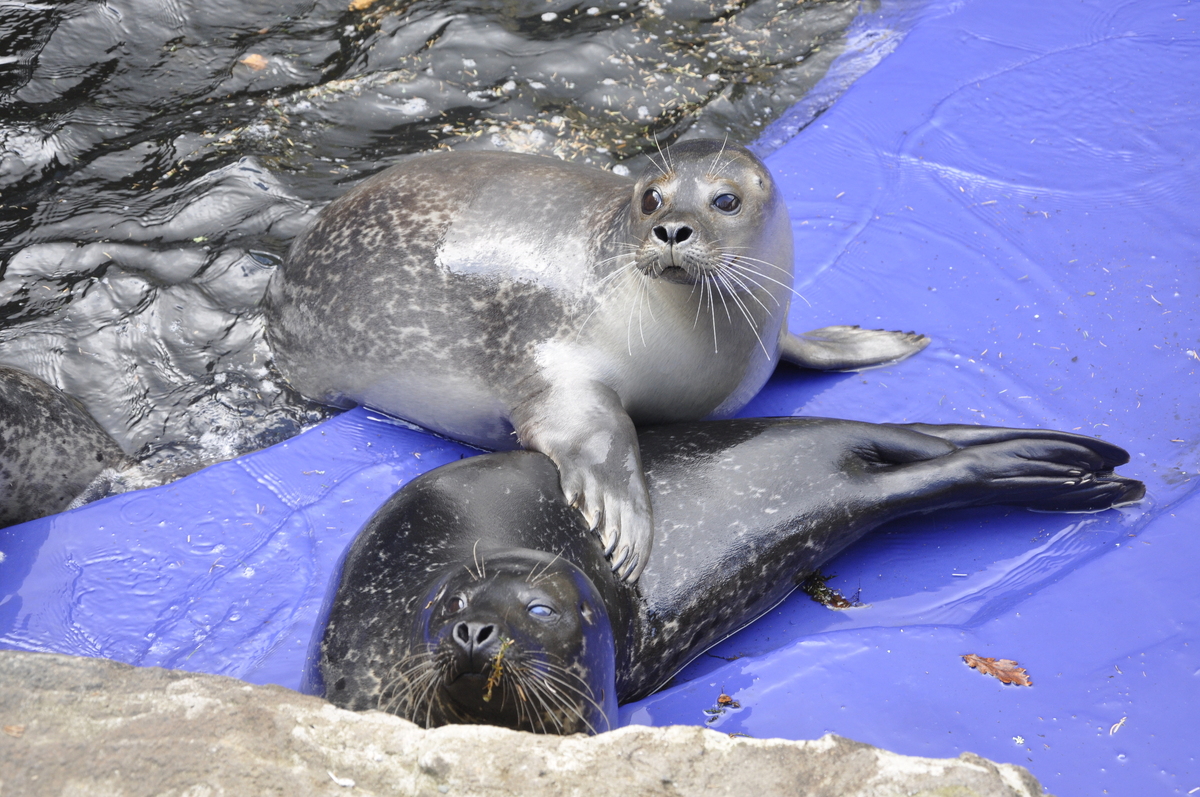 Shut sealife centre cost six jobs