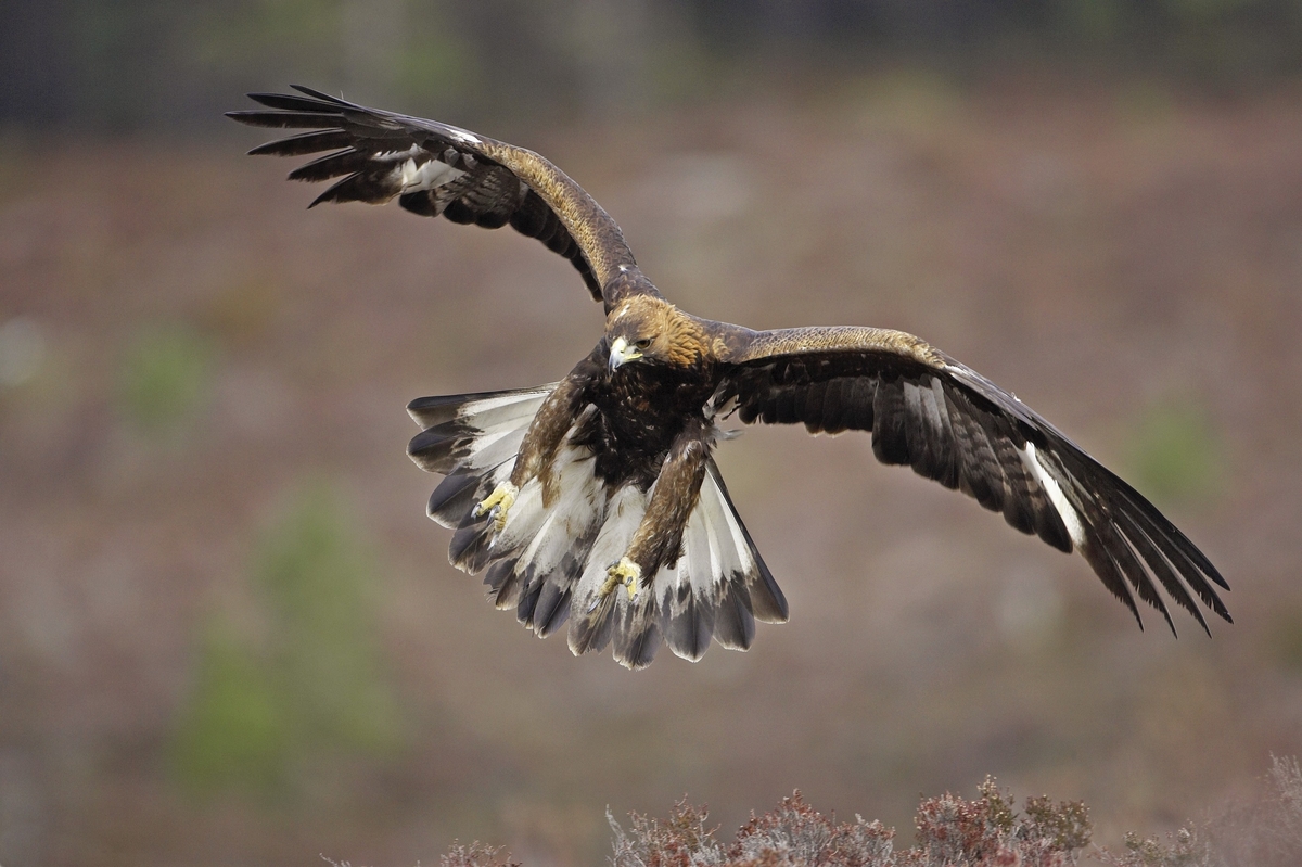 Mystery surrounds missing golden eagle