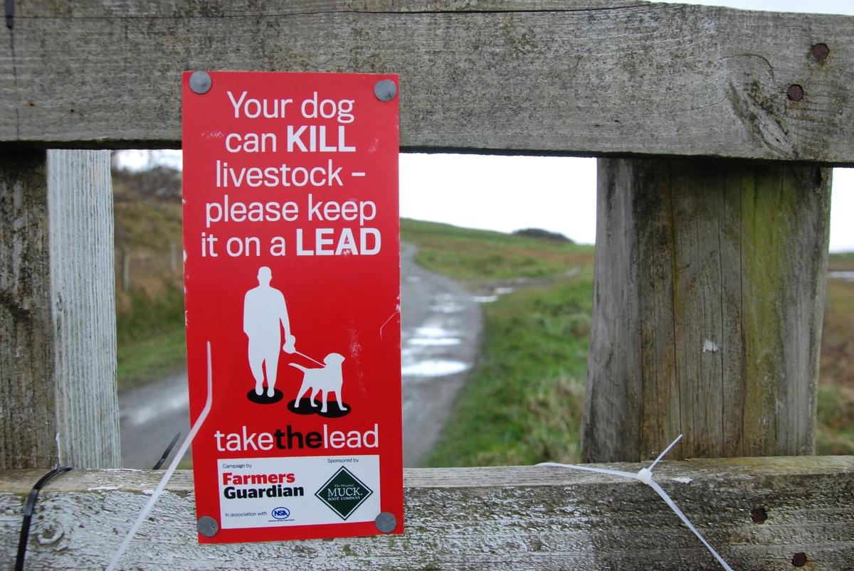 West Coast Today - News - Man charged after second Inveraray sheep attack