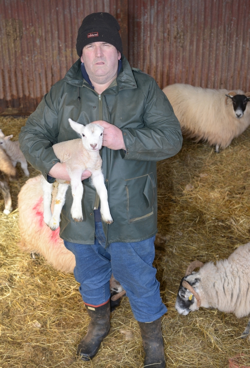 'Even the friendliest family pet' can be a 'sheep killer'