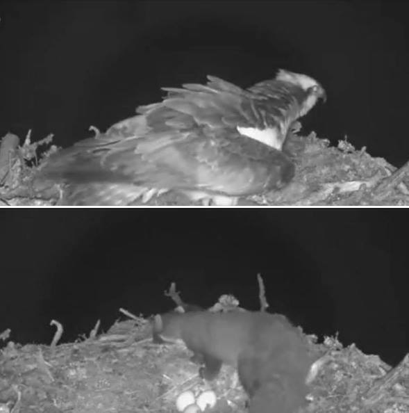 Pine marten raids Loch Arkaig osprey nest