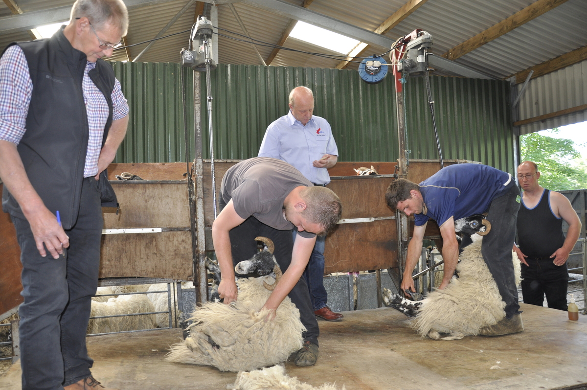 Sheep shearers' contest is a near thing