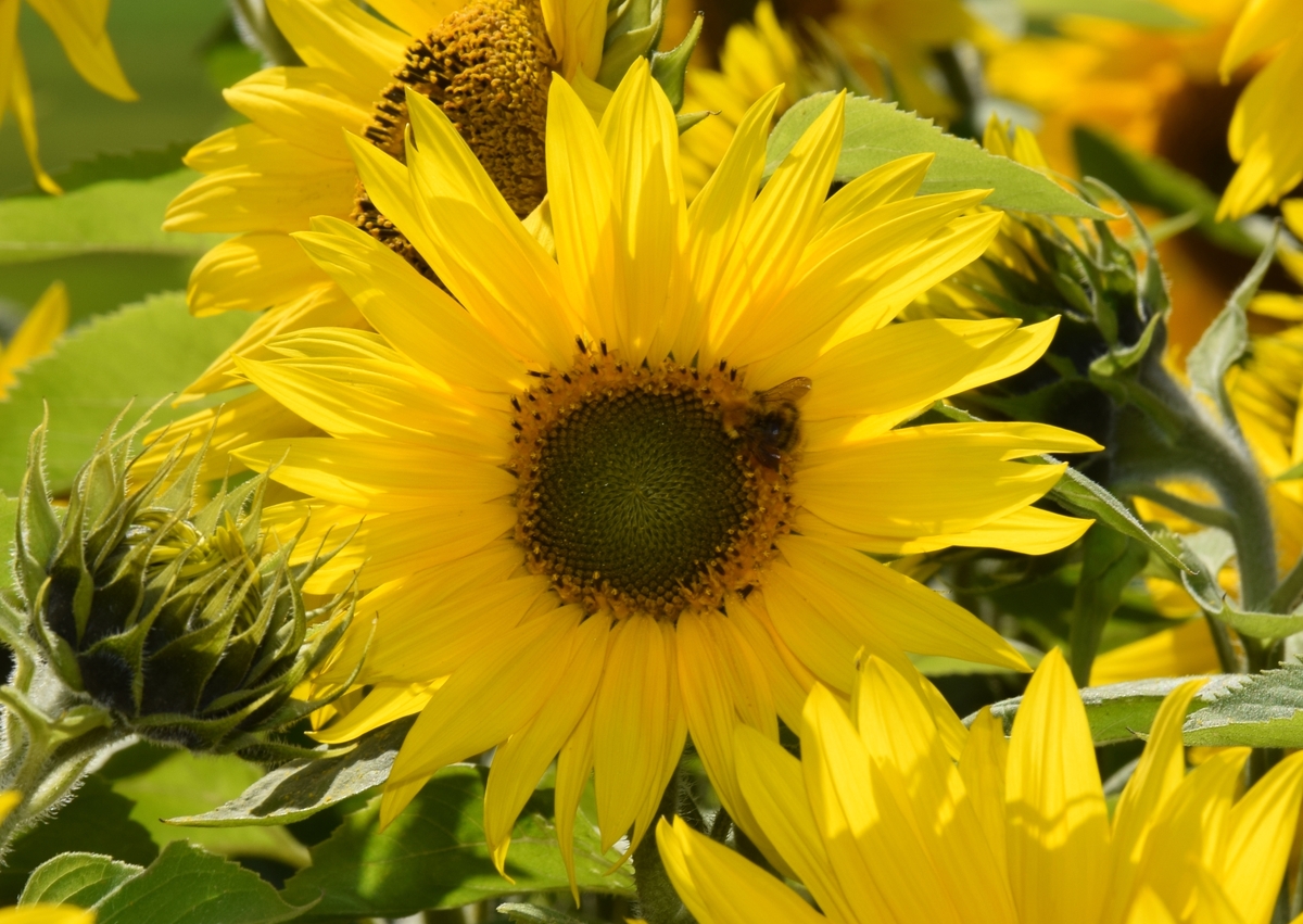 Planting sunflowers is just one of the family fun activities on offer at Connel Summer Fete later this month.
