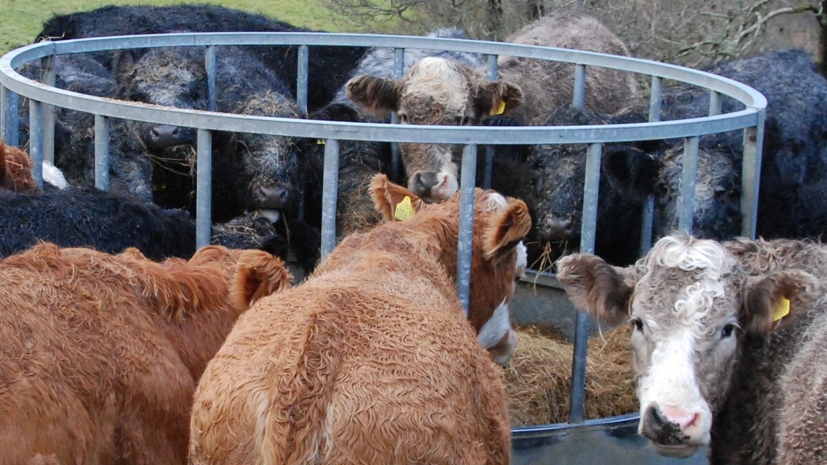 Livestock assurance standards explained