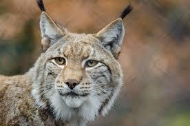 Letter: Kielder lynx plan rejected