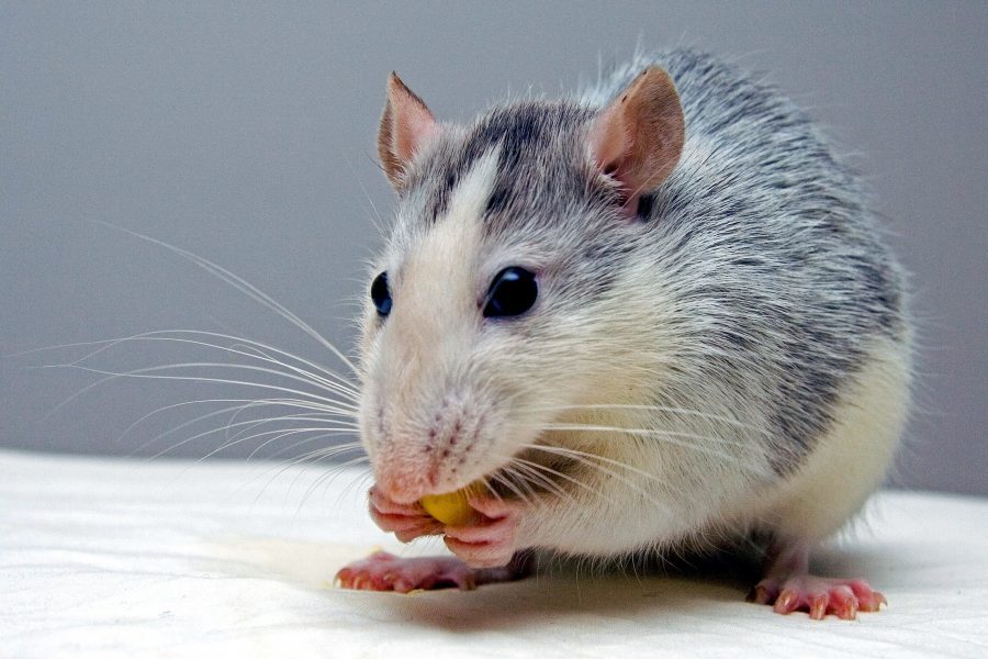 Science Matters: Solving the rat problem