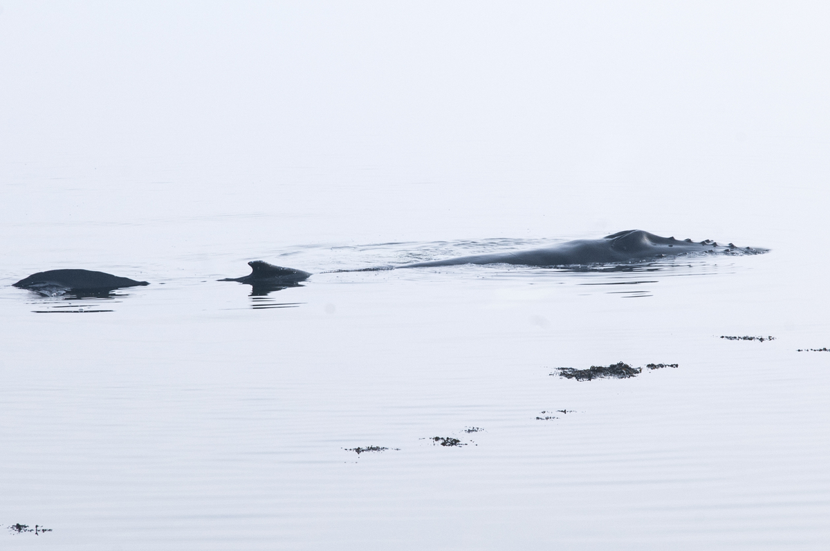 Happy ending for stranded humpback whale