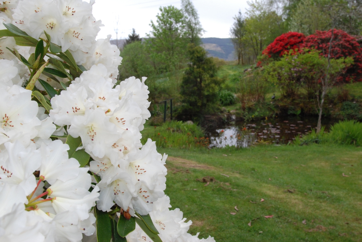 Lochgair garden blooms for visitors