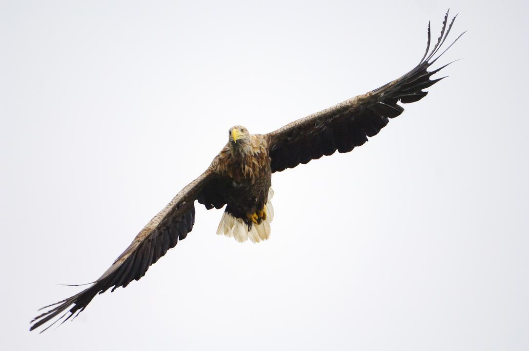 Crofters have their say on sea eagle attacks