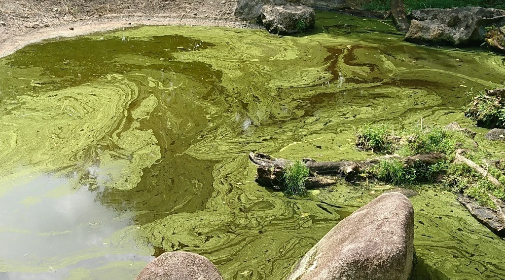 Blue-green algae bloom in South Harris