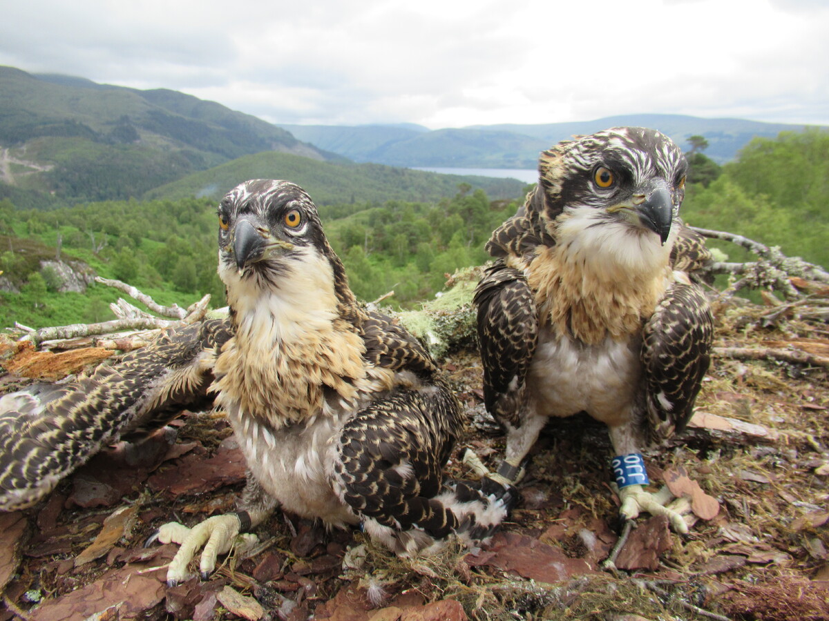 Loch Arkaig osprey chicks christened with names