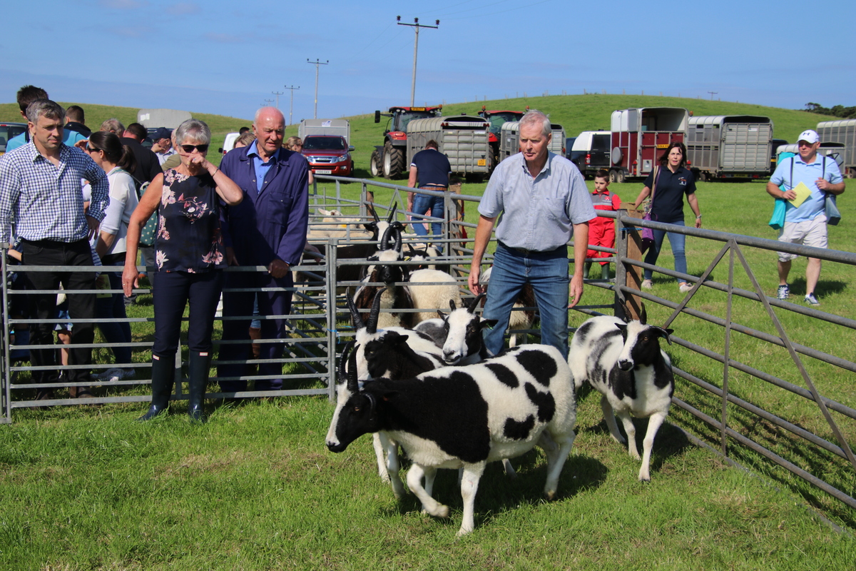 Kintyre Show results special
