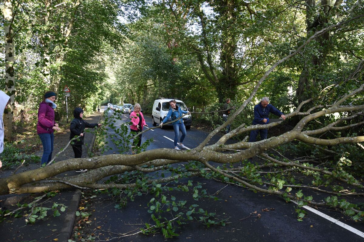 Drivers rally to clear road blocked by fallen tree