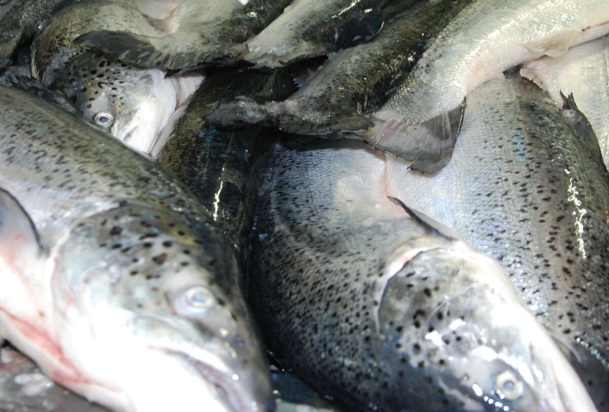 Dead salmon 'stink out' village