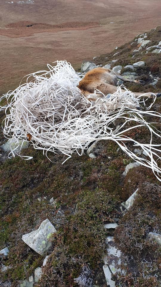 Plastic pollution kills Jura stag