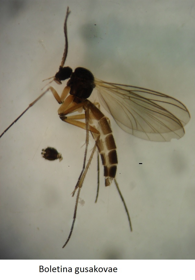 Gnats a first! Rare insect finds at Loch Arkaig flabbergast naturalists