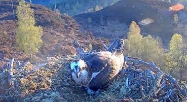 Delight as Loch Arkaig ospreys lay first egg of the season