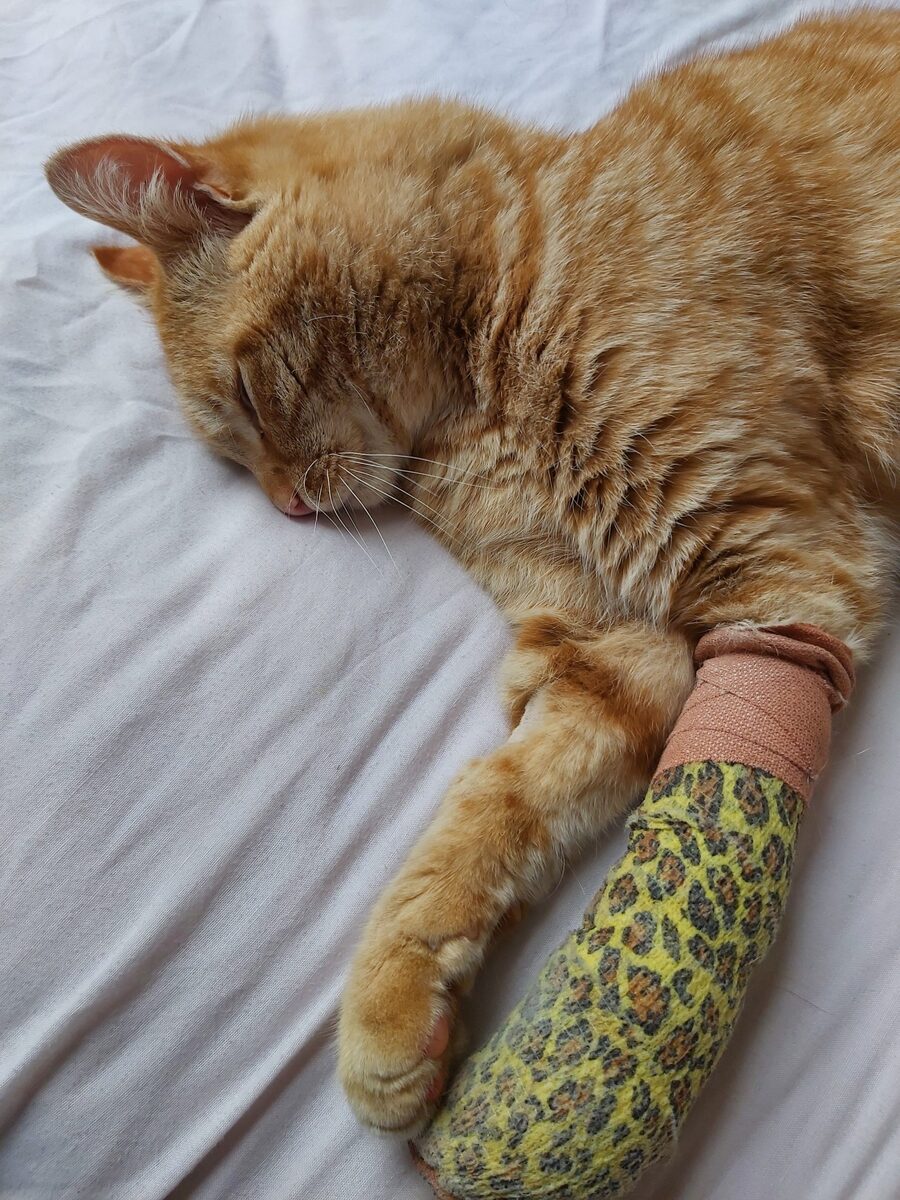 Police probe Brodick cat shooting