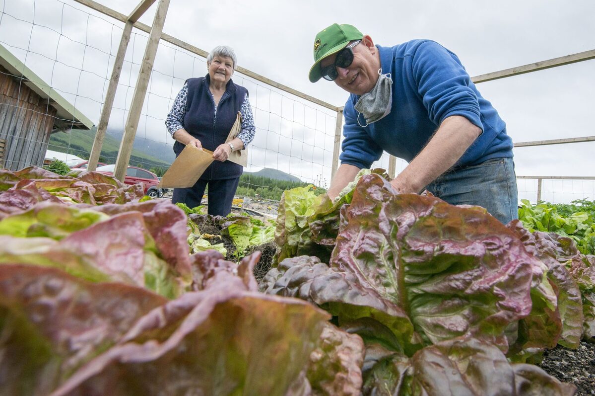 Lettuce share veg bounty says Lochaber Rural Trust