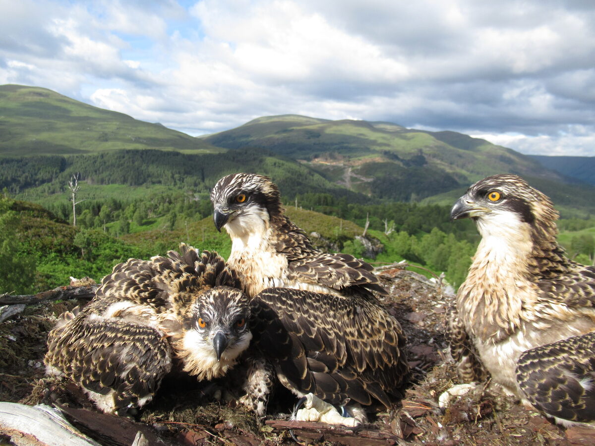 Loch Arkaig osprey chicks named