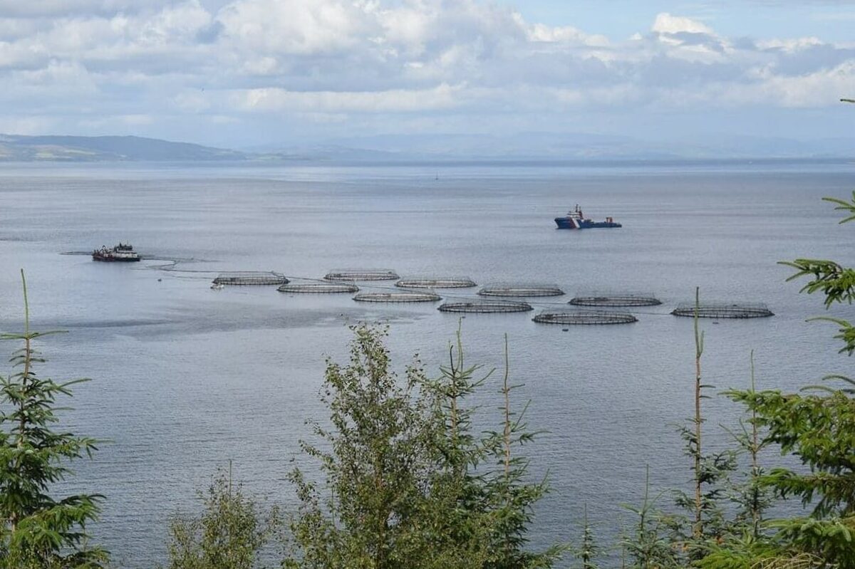 Salmon genetics study launched after Carradale escape