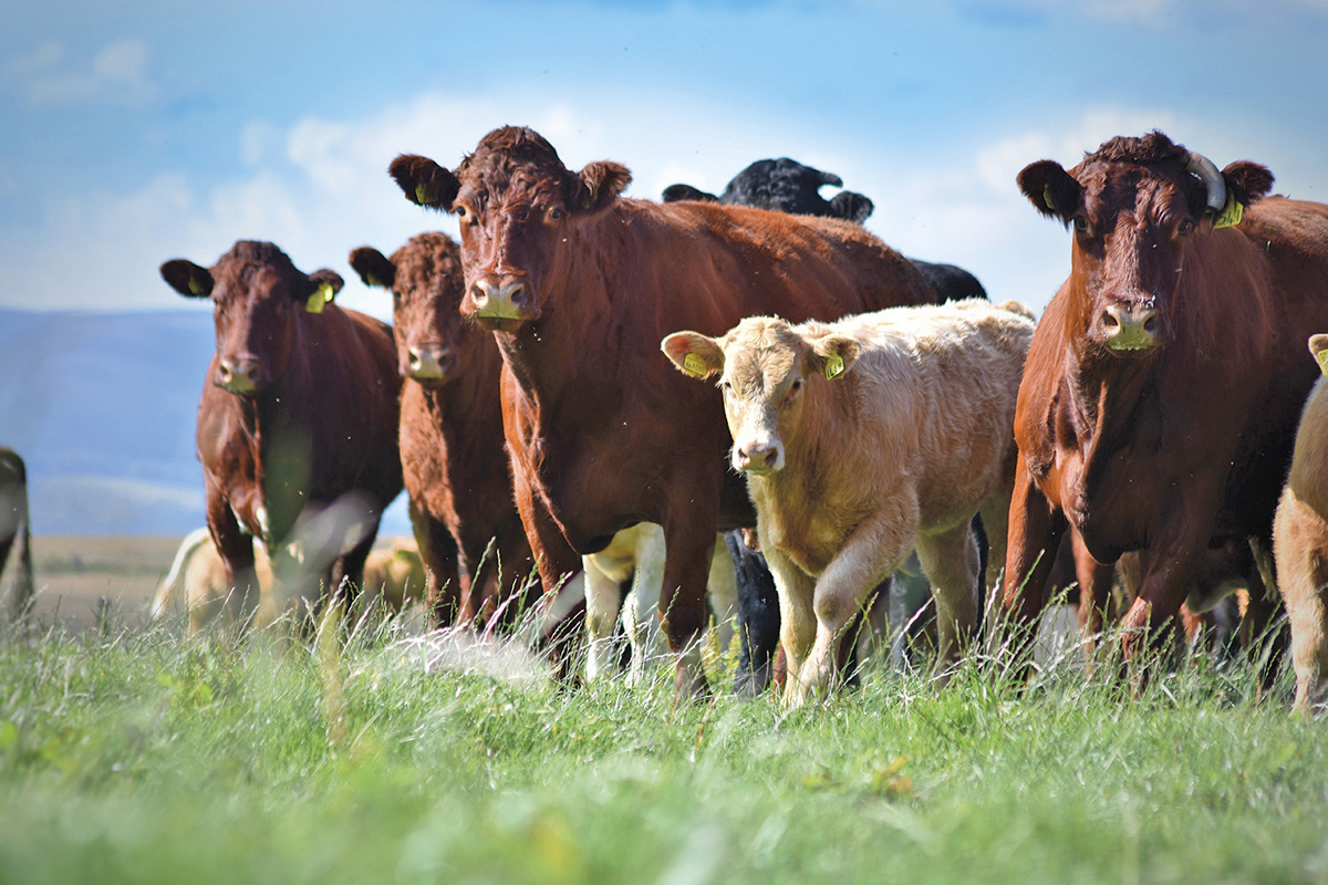 Legislation strengthened to protect cattle industry