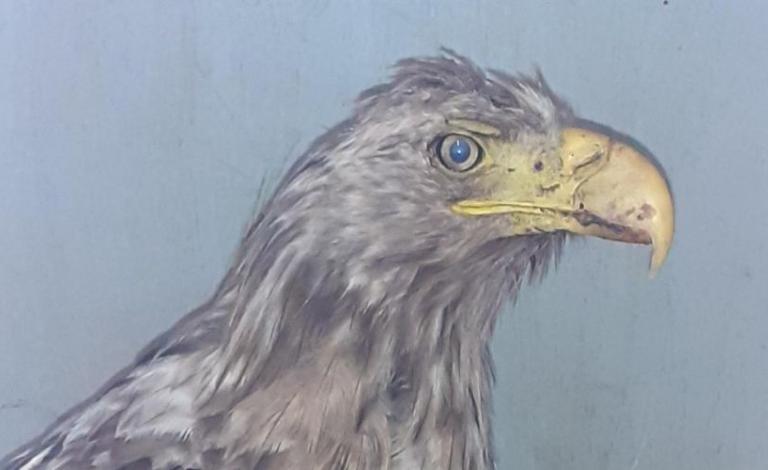 Injured sea eagle may have hit wind turbine on Lewis