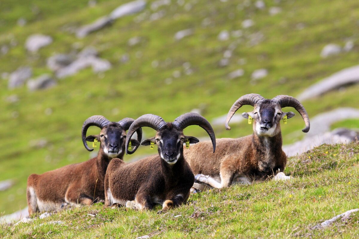 St Kilda sheep petition raises suffering concerns